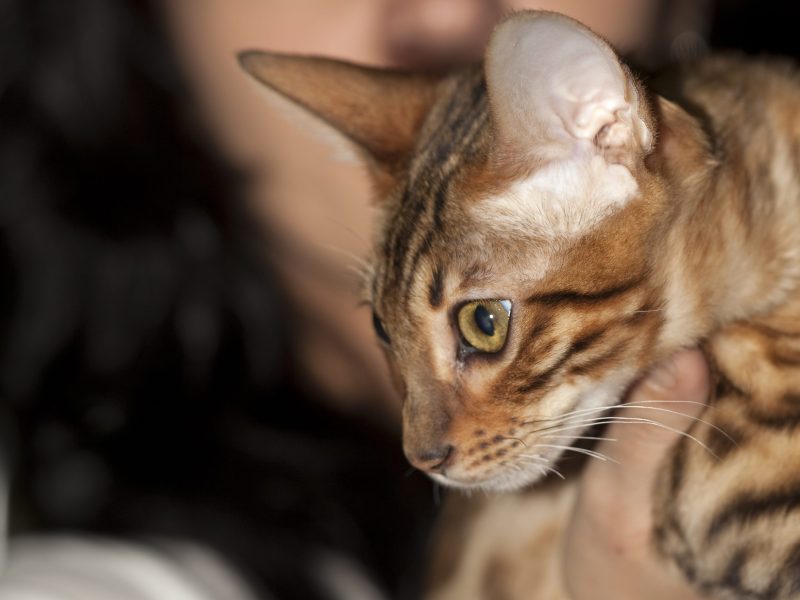 A Bengal cat. Photo by Nickolas Titkov/Wikimedia Commons.