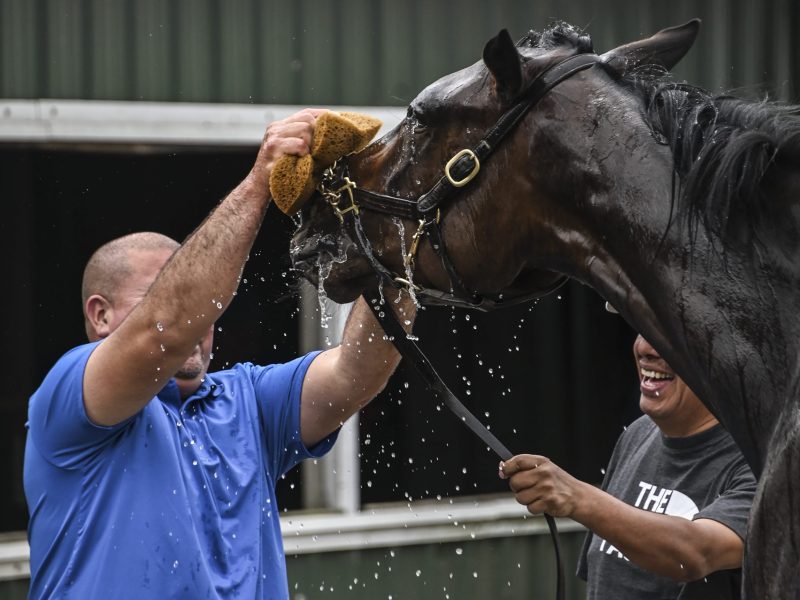 A worker washes a horse's muzzle at Pimlico Race Course on May 20, 2023. Photo by Faith Spicer.