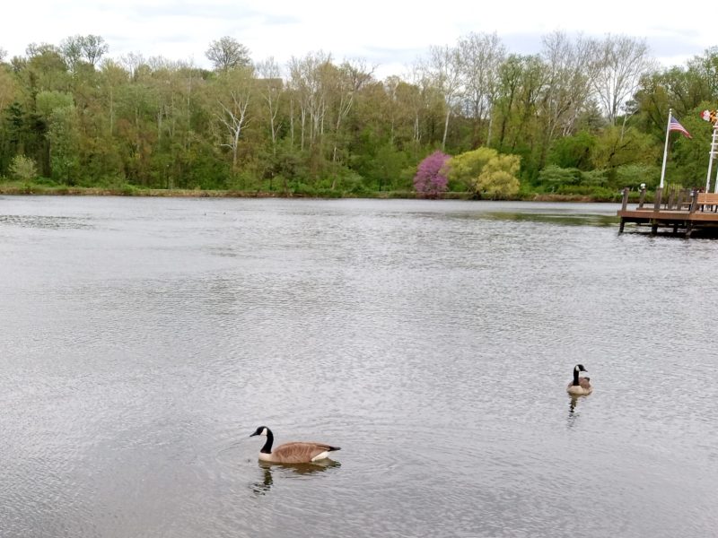 Two geese swim on Lake Kittamaqundi in Columbia, Maryland.