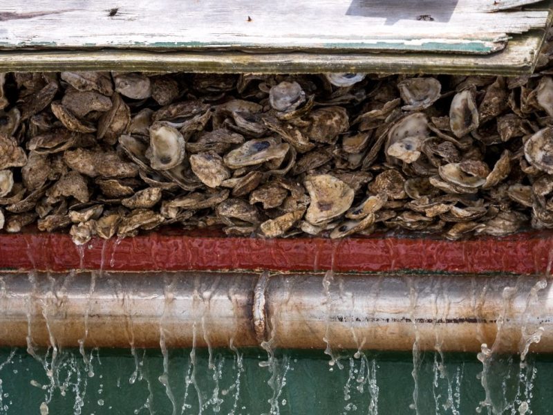 Oyster shell used for a planting at the Choptank River. Mitch Cannon/DNR