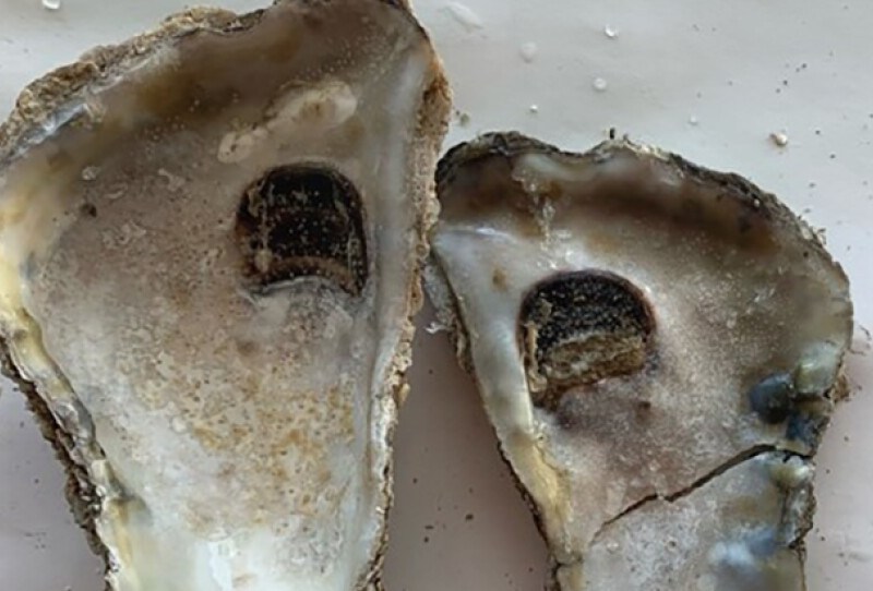 Two oyster shells with holes from boring sponge attacks. The shell on the right has blister marks from the mud blister worm. These came from an adult oyster in the Harris Creek sanctuary in the Choptank River. Photo by Zofia Anchondo.