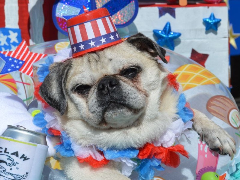 A dog dons patriotic accessories in a previous Fourth of July Pet Parade. Photo courtesy of American Visionary Art Museum.