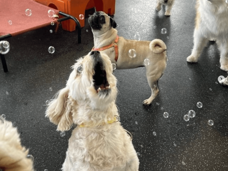 white dog chasing bubbles with mouth open