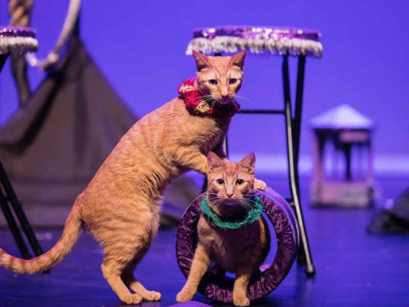 Two orange cats perform a trick